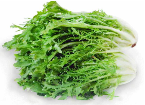 苦菊?qǐng)D片